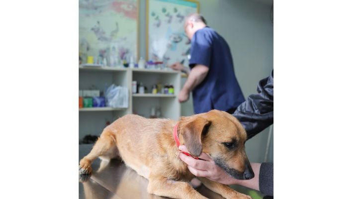 Médicaments vétérinaires : Une nouvelle réglementation européenne entre en application