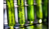 Sciences vertes : L’Oréal accélère dans la Green Science en se rapprochant de la biotech française Microphyt
