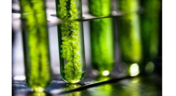 Sciences vertes : L’Oréal accélère dans la Green Science en se rapprochant de la biotech française Microphyt