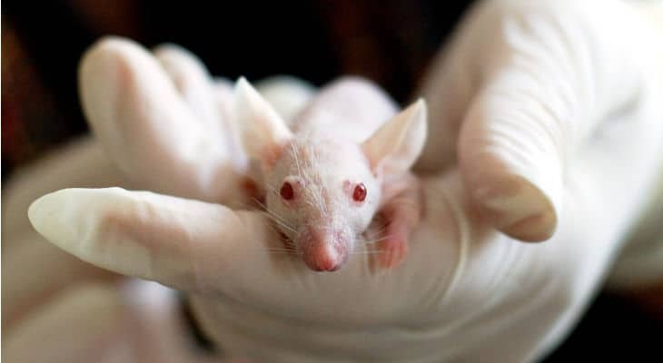 Le Canada met fin aux tests cosmétiques sur les animaux