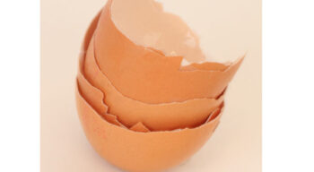 Avec la revalorisation des coquilles d’œufs, Circul’Egg veut produire une poudre de membrane riche en collagène pour la nutraceutique et la cosmétique